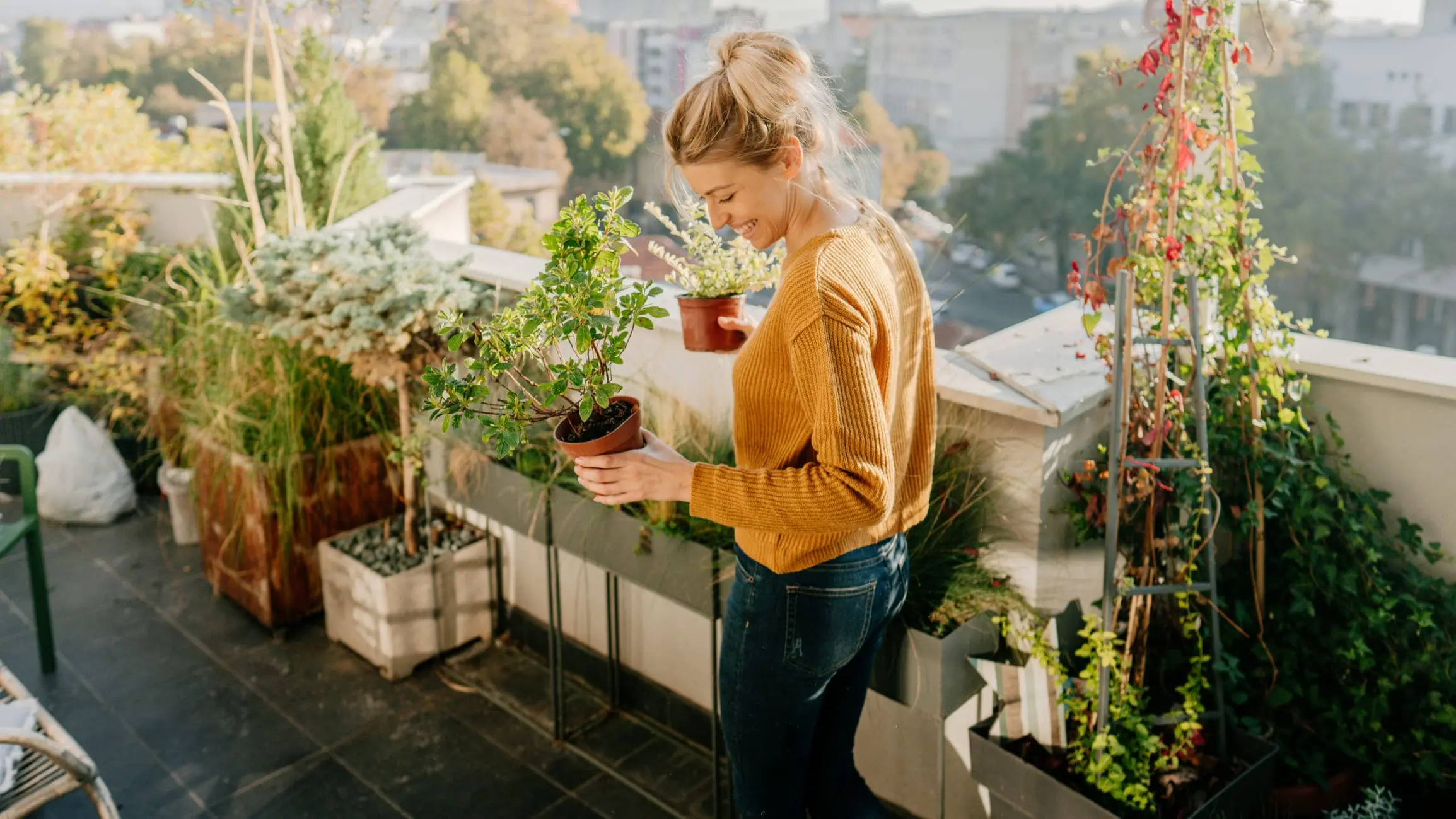 Plantas de jardim que gostam de sol 26 espécies resistentes