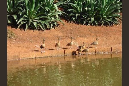 29_photo/94c8c10559.2f15d505e37c7ac5-ATLAS-030e1e55-6144-4f7b-a81f-52b00e217497.jpg de casa para alugar com 4 quartos, 570m² em Jardim do Sol, Campinas