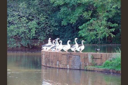 39_photo/94c8c10559.2f15d505e37c7ac5-ATLAS-1e67a40b-c7bc-4e9b-ab4d-966b651cd1de.jpg de casa para alugar com 4 quartos, 570m² em Jardim do Sol, Campinas