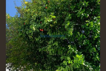 13_photo/94c8c58605.5a987dbee225dd18-ATLAS-9f8ec542-9c7c-45bb-9636-2aa7213e78d5.jpg de casa para alugar com 3 quartos, 260m² em Vila Madalena, Campinas