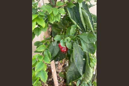 5_photo/94c8c79339.d860d137df15aeab-ATLAS-27937581-0e81-434f-b38b-efc4a4c8b58e.jpg de casa à venda com 3 quartos, 250m² em Vila Boa Vista, Campinas