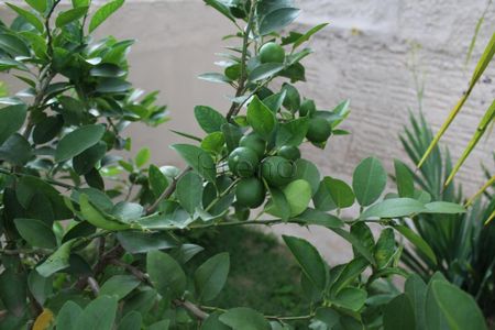 9_photo/94c8c8fe8d.04a823dc9d4d949a-ATLAS-85637723-7e0f-4100-8b5c-728881d23a2c.jpg de casa à venda com 4 quartos, 177m² em Vila Mimosa, Campinas