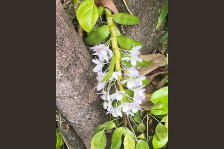 4_photo/94c8d00d13.3714cccd63f8fe2d-ATLAS-950306b1-12e9-4b2e-b345-651159072386.jpg de casa para alugar com 4 quartos, 250m² em Parque Jatibaia (Sousas), Campinas