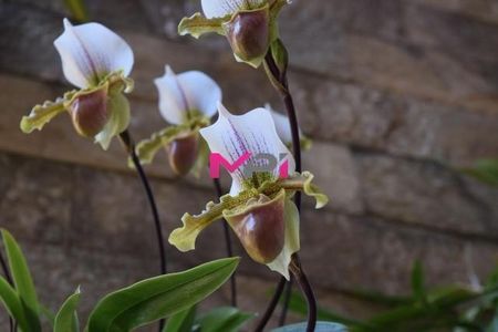 11_photo/94ced86ceb.ceff8192393c33de-ATLAS-cebef025-bff9-4acd-a856-993f80437596.jpg de casa à venda com 4 quartos, 380m² em Roseira, Jundiaí