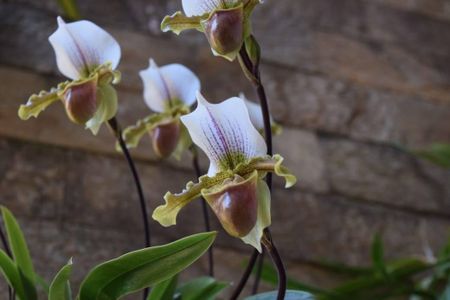 11_photo/94ced871e5.7e2ea02b9085bf9d-ATLAS-44d96cd1-a507-47a6-a804-2fb13c191427.jpg de casa à venda com 6 quartos, 1591m² em Roseira, Jundiaí