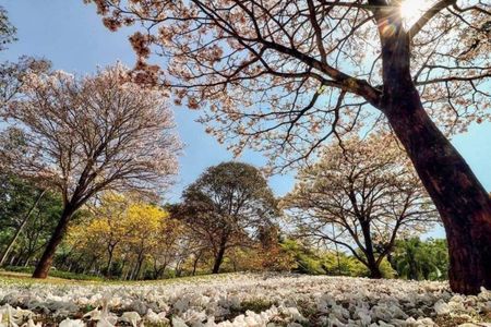 53_photo/94cf0215d7.ceff8192393c33de-ATLAS-a544eb8d-90d7-41f9-83e5-ac3efc1200ab.jpg de casa para alugar com 4 quartos, 1762m² em Alphaville Residencial Um, Barueri