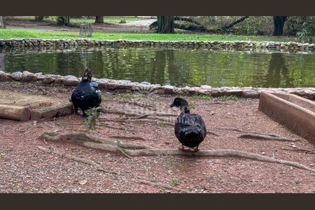 8_photo/94cf023747.8ae1cb5ed2a1280b-ATLAS-14019bd7-9b00-443a-8ceb-ee4e90294b32.jpg de casa de condomínio à venda com 4 quartos, 705m² em Jardim Paulista, Barueri