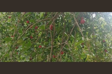 4_photo/94cf07817f.ceff8192393c33de-ATLAS-0b037128-85a8-4c92-9ac6-d3bcfc2d9a02.jpg de casa à venda com 5 quartos, 743m² em Jardim Leonor, Cotia