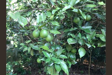 18_photo/94cfaaa3ed.494d4b1e9a15dabc-ATLAS-7f9b4db5-096c-4f55-9a12-3a5ae822d8e2.jpg de casa à venda com 4 quartos, 550m² em Vila Santo Antônio, Cotia