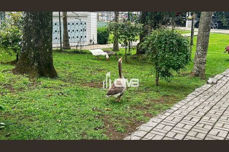 7_photo/94dcfca41d.ef4bbcc15fddc77e-ATLAS-2a9be9f4-9ae9-42e2-9609-77ac726a5901.jpg de apartamento para alugar com 2 quartos, 50m² em Pinheirinho, Curitiba