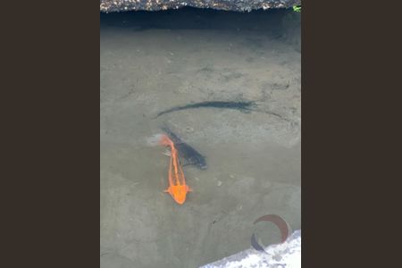 39_photo/95273814c3.e8818d4a5c5dde9d-ATLAS-da7d893d-eeca-487e-9ffa-41858b4263c2.jpg de casa à venda com 6 quartos, 412m² em Centro, Florianópolis