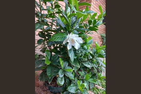 11_photo/95273b3455.b88c9f23dde11cca-ATLAS-916aadce-0d4e-4e61-a3f1-614aefd2a97d.jpg de casa à venda com 4 quartos, 220m² em Campeche, Florianópolis