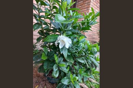 6_photo/95273b3455.b88c9f23dde11cca-ATLAS-d585ca3b-058d-46ec-a2ce-94b6817f8b1b.jpg de casa à venda com 4 quartos, 220m² em Campeche, Florianópolis