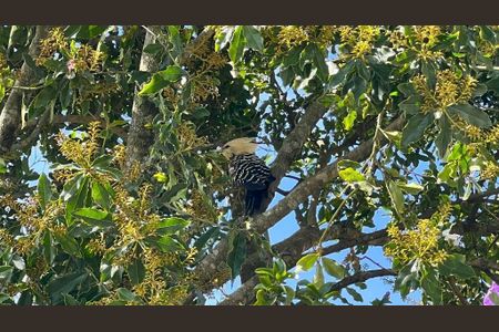 3_photo/95273e50ed.8b238b2f56f58e8d-ATLAS-b50edb1c-457a-434d-ab12-6ffdbf22c8ba.jpg de casa à venda com 4 quartos, 300m² em Barra da Lagoa, Florianópolis