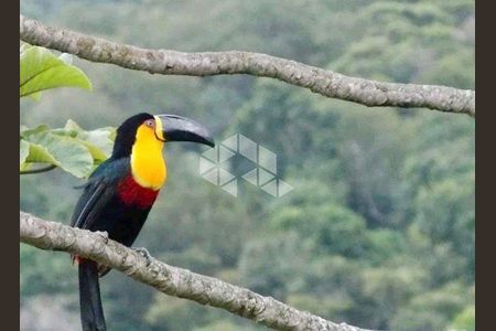 3_photo/95274399af.1ec89c7cbdfc8b9a-ATLAS-350b7b65-1c9d-4219-a75e-1e0e89d9cbb5.jpg de casa à venda com 4 quartos, 430m² em Canasvieiras, Florianópolis