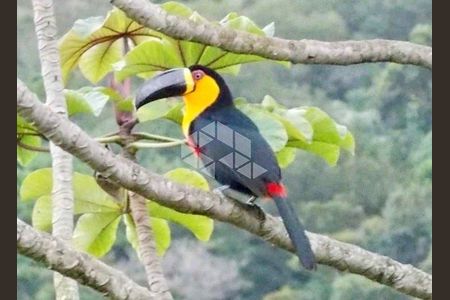 2_photo/95274399af.1ec89c7cbdfc8b9a-ATLAS-ec16fec3-1f58-445e-9d7e-b08e7b4a4fb5.jpg de casa à venda com 4 quartos, 430m² em Canasvieiras, Florianópolis