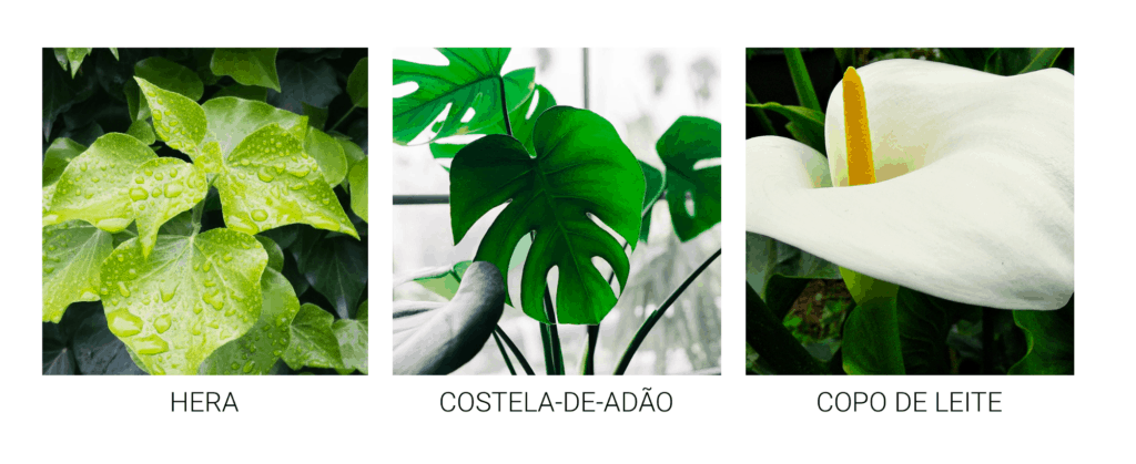 plantas que você deve evitar