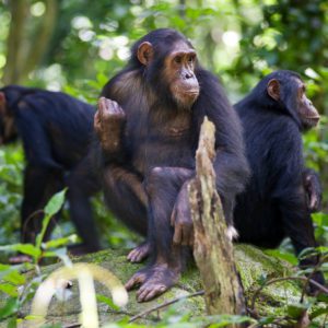 Chimpanzé