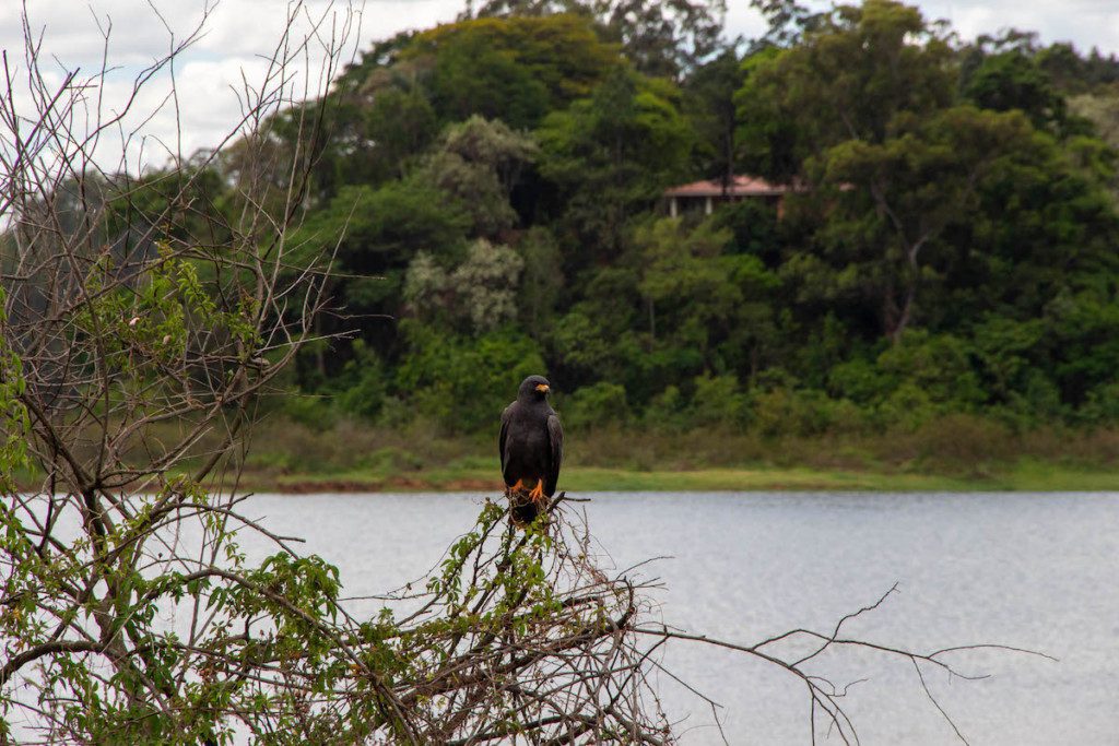 Foto que ilustra matéria sobre Parque Cidade Jundiaí mostra o Parque da Cidade com uma Ave em cima de um tronco de árvore em frente à um lago.