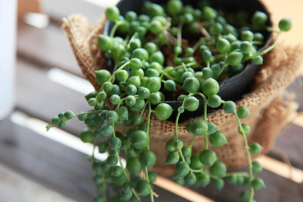 Imagem que ilustra matéria sobre plantas pendentes mostra um pequeno vaso preto, dentro de um cesto de tecido trançado, com uma planta do tipo colar de pérolas.