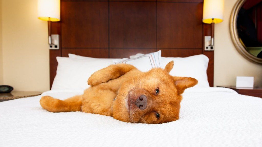 cãozinho deitado na cama olhando para a foto