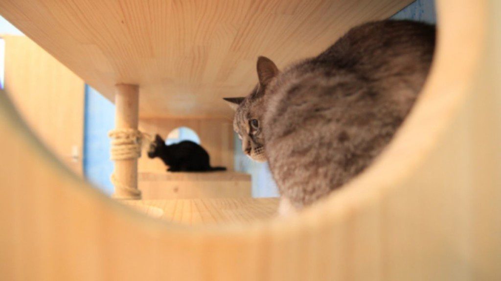 gatos dentro de uma caixinha de brinquedo com uma entrada redonda