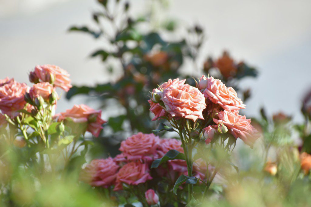 Imagem com um jardim de rosas de tons claros.