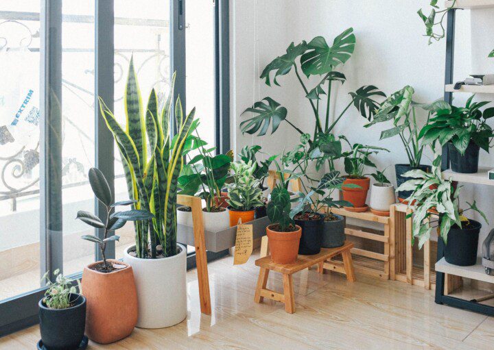 Imagem de diferentes espécies de plantas em vasos, paletes e armários decorando uma casa.