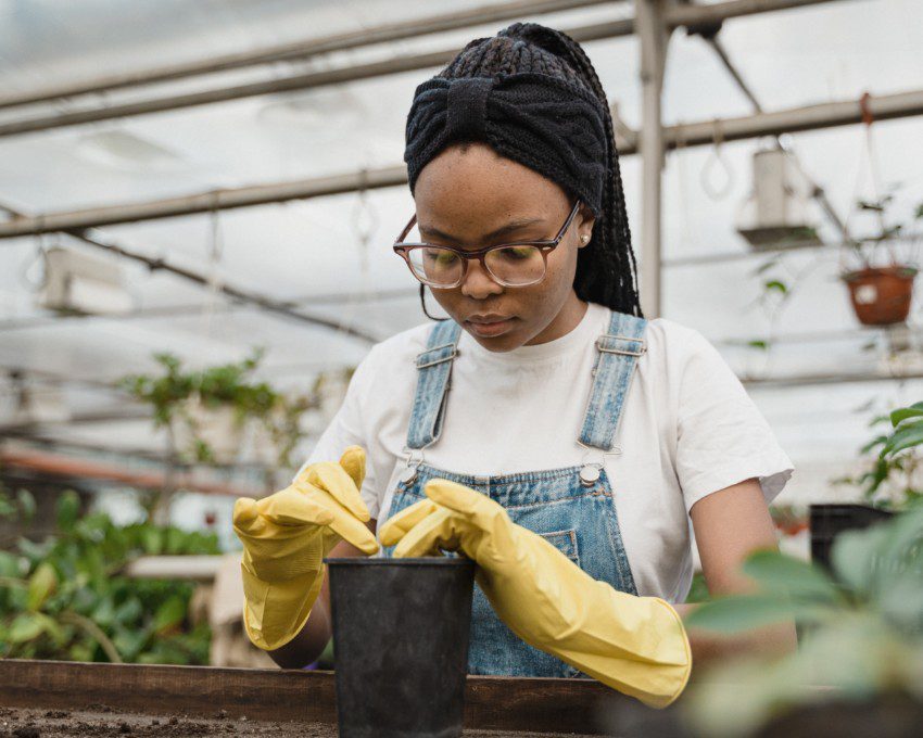 Imagem de uma mulher com luvas de borracha plantando mudas de rosas.