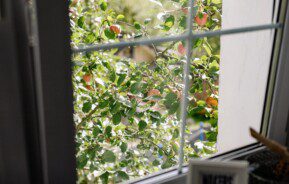 Foto que ilustra matéria sobre aumento na procura por imóveis no interior de São Paulo mostra uma janela sendo vista de dentro com plantas do lado de fora