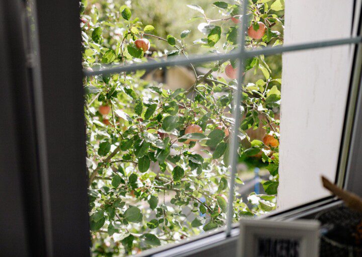 Foto que ilustra matéria sobre aumento na procura por imóveis no interior de São Paulo mostra uma janela sendo vista de dentro com plantas do lado de fora