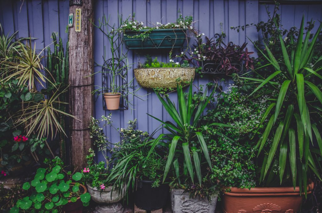 plantas para área externa