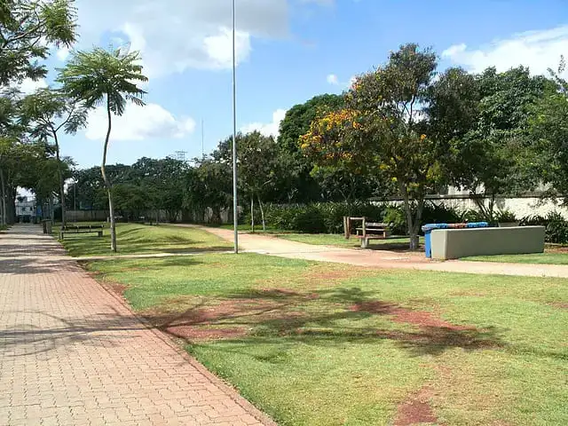 Imagem da paisagem do Parque da Juventude para ilustrar matéria sobre atividades ao ar livre em SP