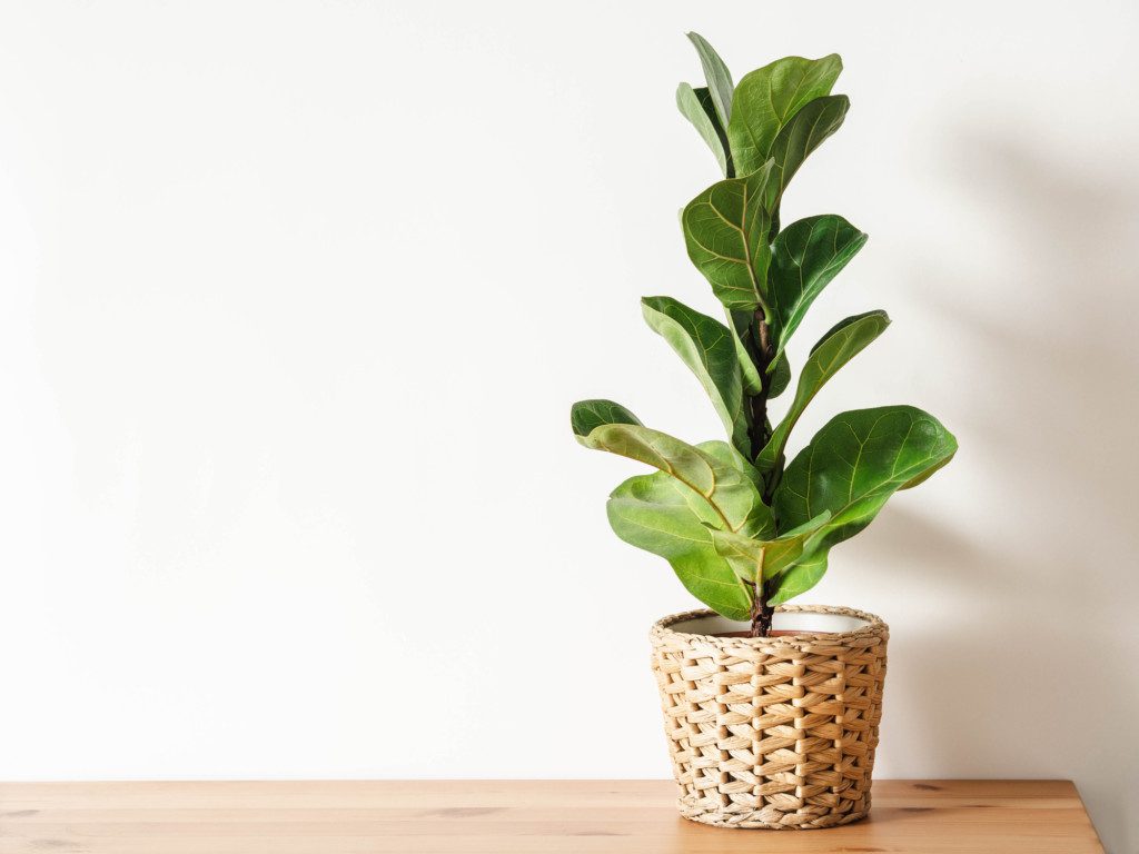 Imagem de uma planta Ficus Lyrata no vaso.