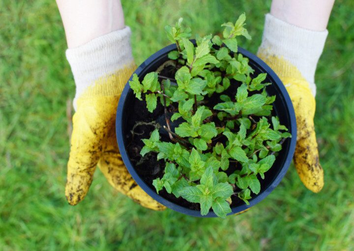 Mãos com luvas amarelas de borracha segurando um vaso de planta com muda de hortelã.