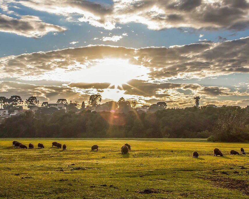 Foto que ilustra matéria sobre o Parque Barigui mostra um grande gramado com capivaras pastando. Ao fundo, o sol aparece por entre nuvens no cair da tarde.