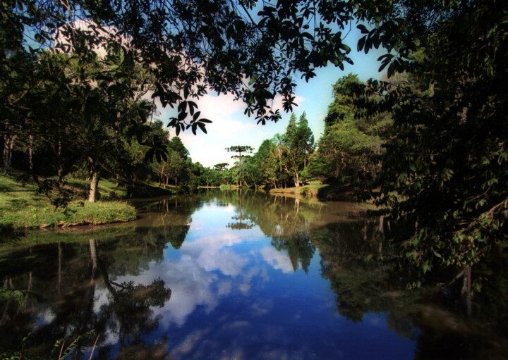 Imagem de um lado com muitas árvores e natureza do Parque Barreirinha em Curitiba.