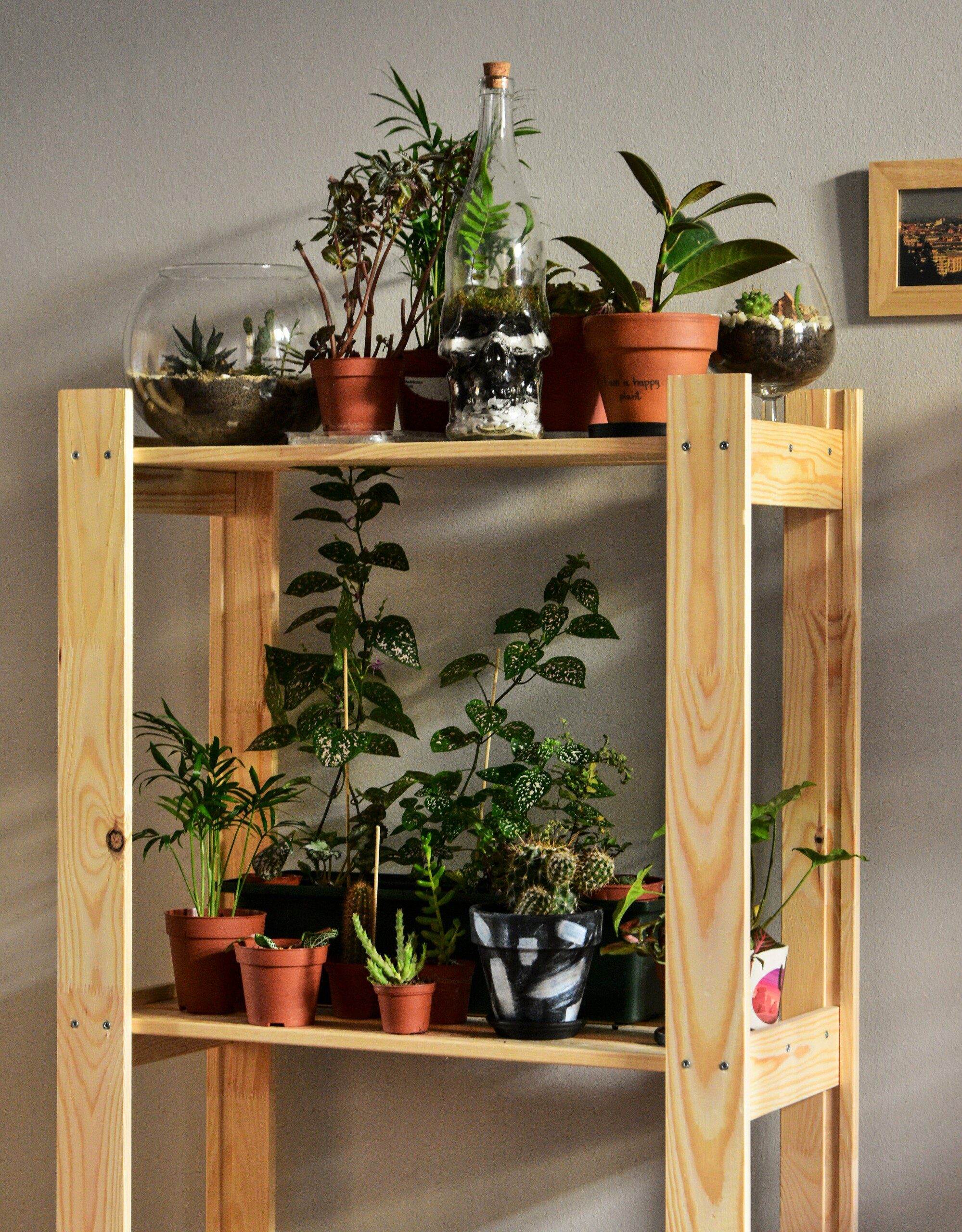 Prateleira em madeira com diversos vasos de plantas e espécies. 