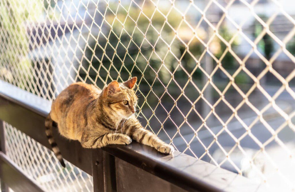 Gato deitado numa sacada de apartamento telada.