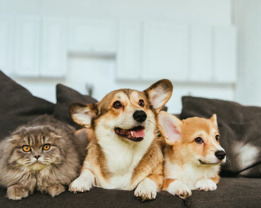 Dois cachorros de pequeno porte e um gato, deitados um ao lado do outro, no sofá de um apartamento.