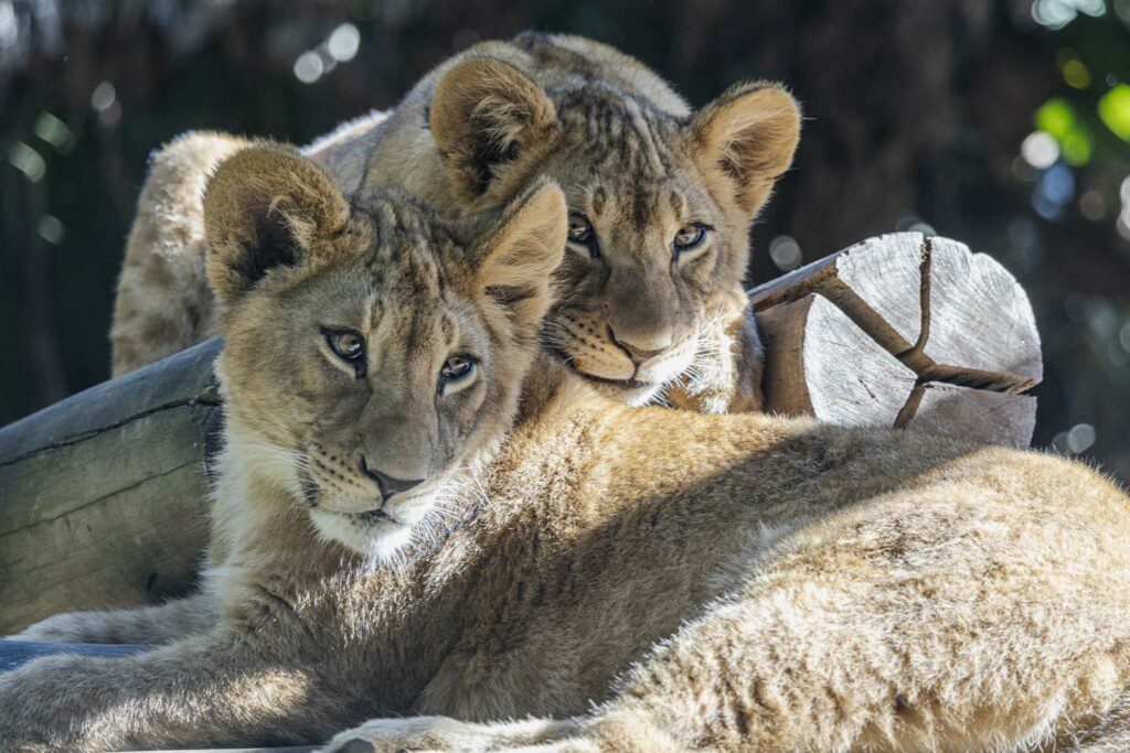 Foto que ilustra matéria sobre o Zoológico de São Paulo mostra dois filhotes de leão tomando um solzinho. Foto disponibilizada na Página do Facebook oficial do Zoológico de São Paulo