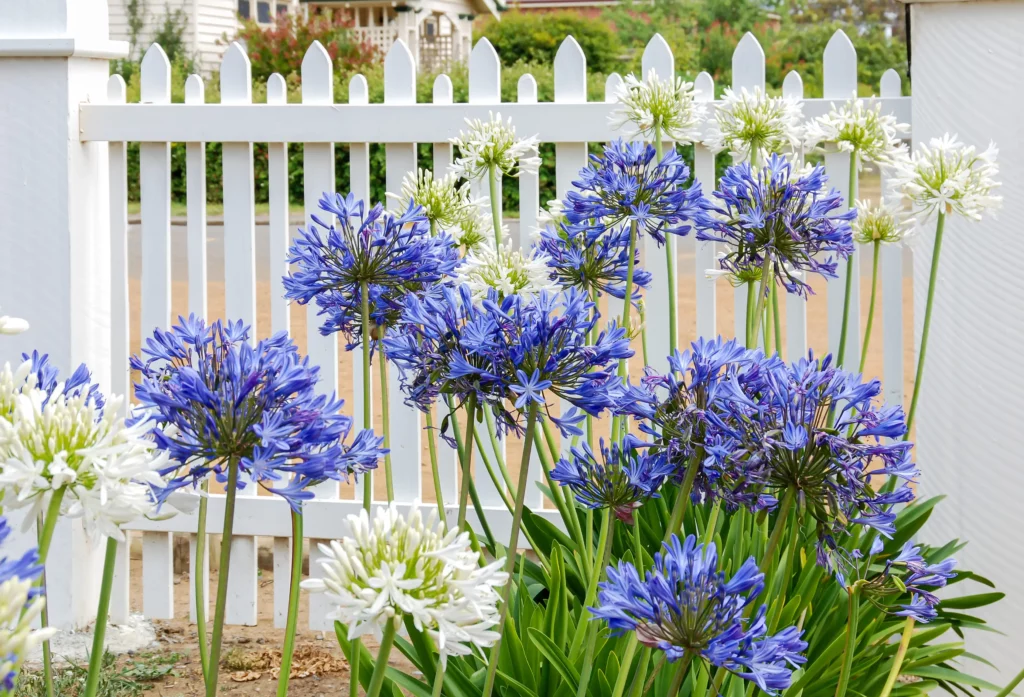 Imagem de algumas flores de agapanto em um jardim em um dia de sol para ilustrar matéria sobre planta de jardim que gosta de sol