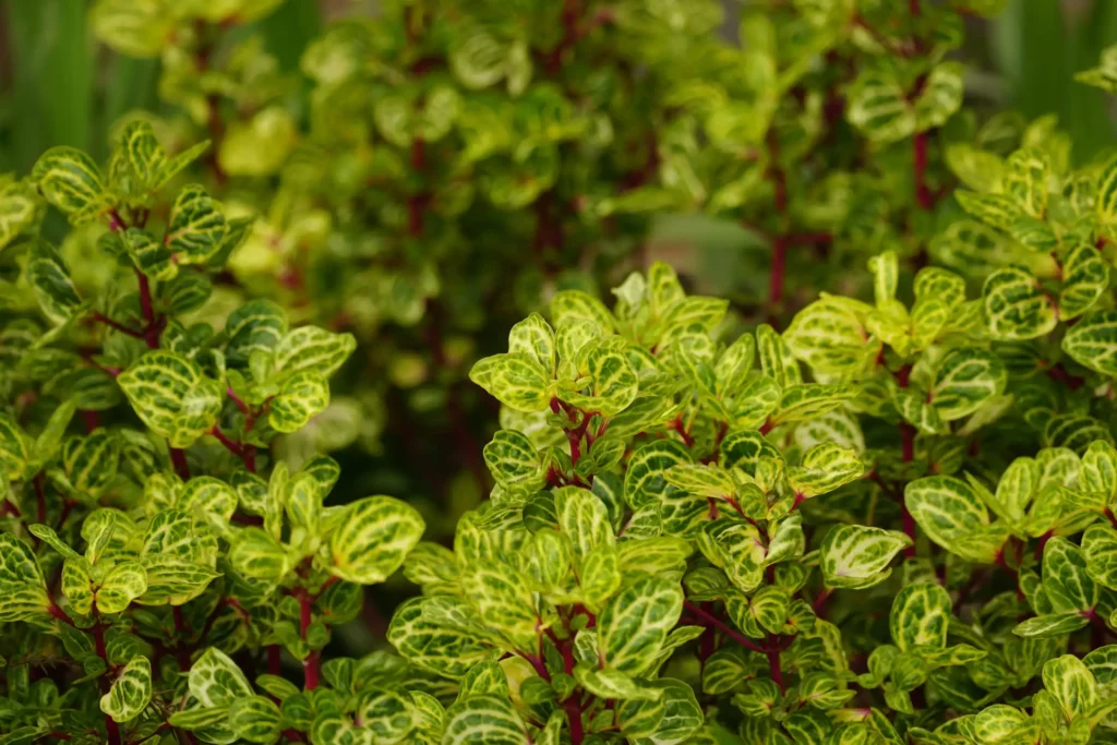 Imagem de uma iresine na tonalidade verde para ilustrar matérias que podem ser plantadas no jardim com incidência de sol
