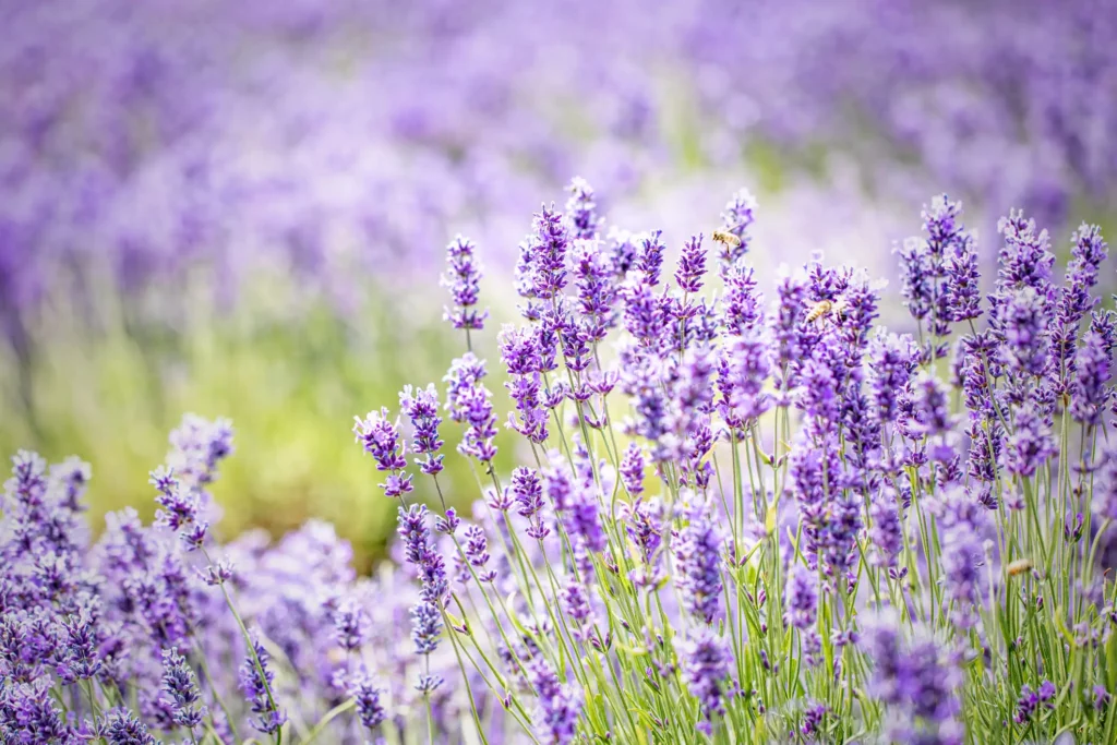 Imagem de lavandas em um campo para ilustrar matéria sobre plantas de jardim que gostam de sol