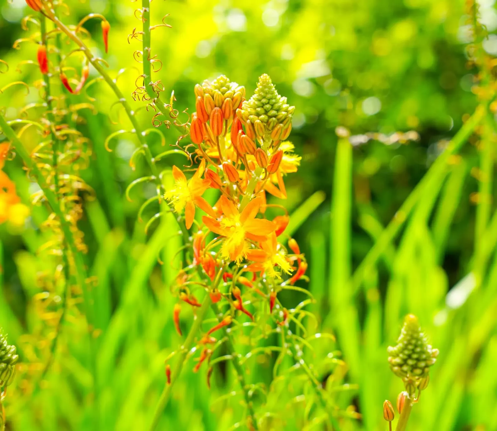 A bulbine é uma planta decorativa originária da África do Sul