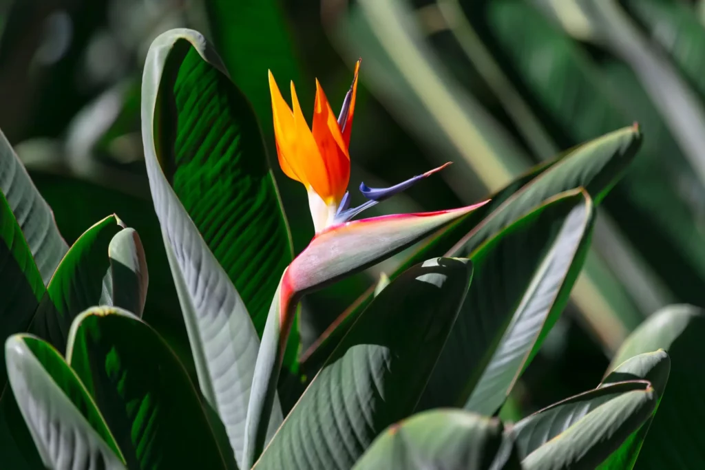 Imagem da planta estrelícia para ilustrar matéria sobre plantas de jardim que gosta de sol