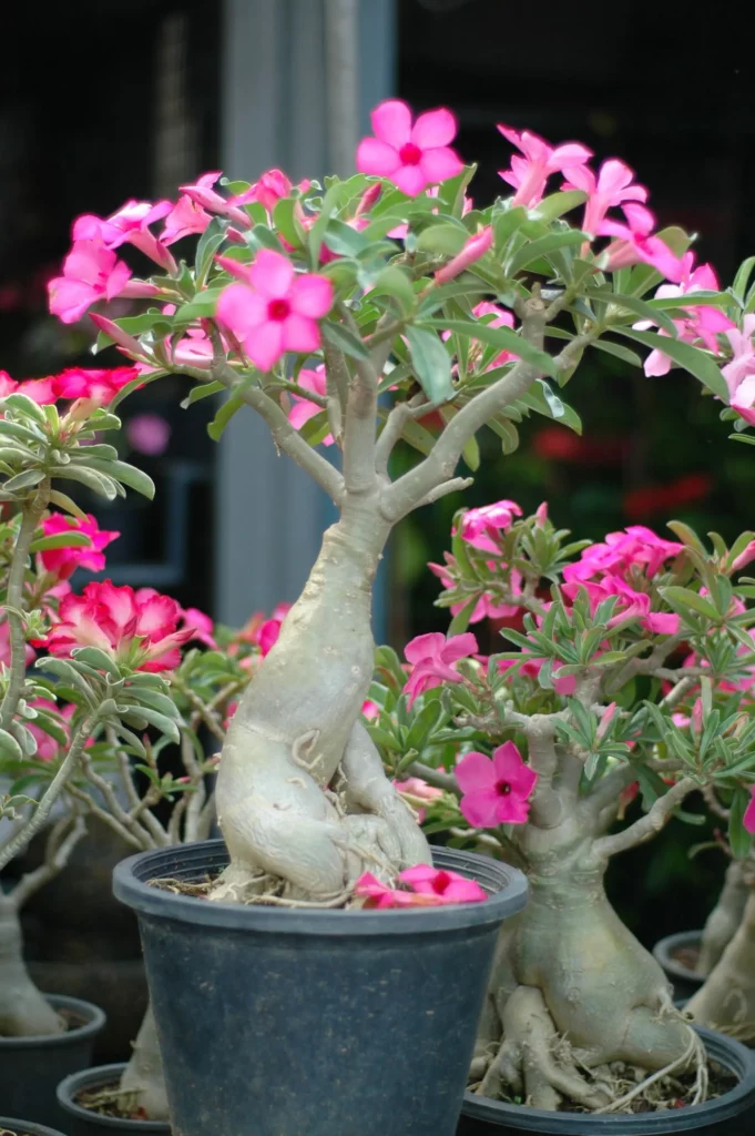 Imagem de uma rosa do deserto com flores na cor rosa em um vaso preto para ilustrar matéria sobre plantas que se adaptam ao sol no jardim