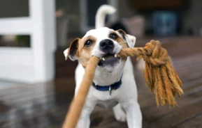 Imagem de um cachorro com um brinquedo de corda na boca para ilustrar matéria sobre espaço pet em condomínio