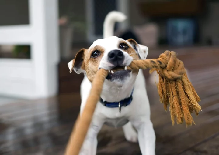 Imagem de um cachorro com um brinquedo de corda na boca para ilustrar matéria sobre espaço pet em condomínio