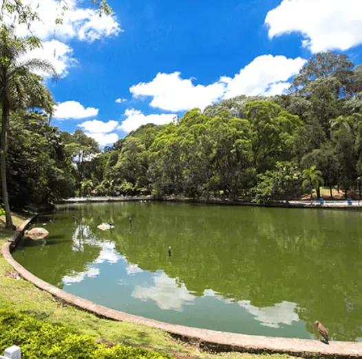 Imagem do parque Horto Florestal, na Zona Norte de São Paulo, mostra vegetação e lago com pássaros